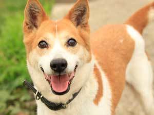 飼い主募集 里親募集 の犬たち