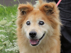 飼い主募集 里親募集 の犬たち チコ